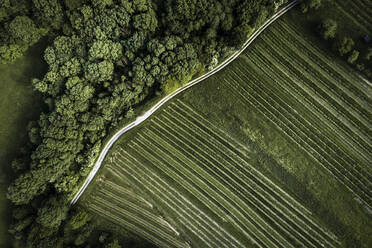 Österreich, Niederösterreich, Luftaufnahme einer unbefestigten Straße entlang eines weitläufigen grünen Weinbergs - HMEF00637