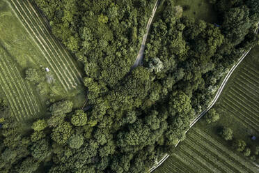 Österreich, Niederösterreich, Luftaufnahme einer unbefestigten Straße entlang eines weitläufigen grünen Weinbergs - HMEF00638