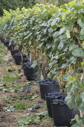 Harvested grapes in harvest baskets - AHSF00963