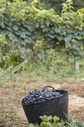 Harvested grapes in harvest basket - AHSF00964