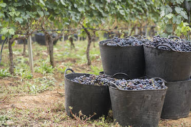 Harvested grapes in harvest baskets - AHSF00966