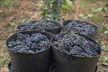 Harvested grapes in harvest baskets - AHSF00967