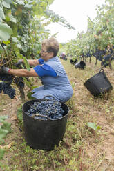 Woman harvesting grapes in a vineyard - AHSF00970
