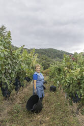 Frau erntet Trauben in einem Weinberg - AHSF00971