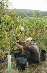 Man harvesting blue grapes in vineyard - AHSF00975