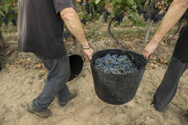 Two men harvesting grapes in vineyard - AHSF00976