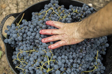 Man hands holding harvested grapes - AHSF00977