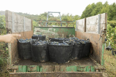 Geerntete Weintrauben in Erntekörben in einem Traktor - AHSF00979