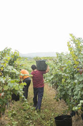 Man carrying harvested blue grapes in vineyard - AHSF00980