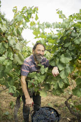 Man harvesting blue grapes in vineyard - AHSF00981