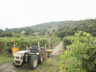 Traktor im Weinberg, Galicien, Spanien - AHSF00983