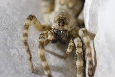 Deutschland, Bayern, Geretsried, Porträt einer Wolfsspinne (Arctosa maculata), die direkt in die Kamera schaut - SIEF09181