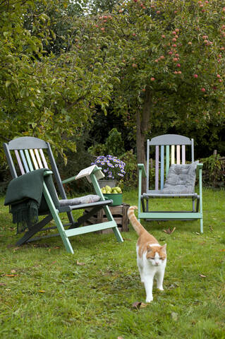 Katze läuft im Garten vor zwei Liegestühlen und Apfelbaum, lizenzfreies Stockfoto