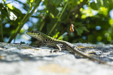 Croatia, Nin, Green podacris lizard lying on top of wall - NGF00525