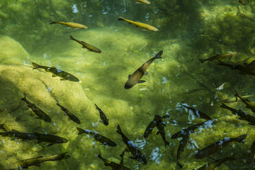 Croatia, Sibenik-Knin County, School of fish swimming in green pond at Krka National Park - NGF00532