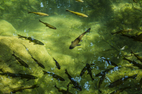 Kroatien, Gespanschaft Sibenik-Knin, Fischschwarm im grünen Teich im Krka-Nationalpark - NGF00532