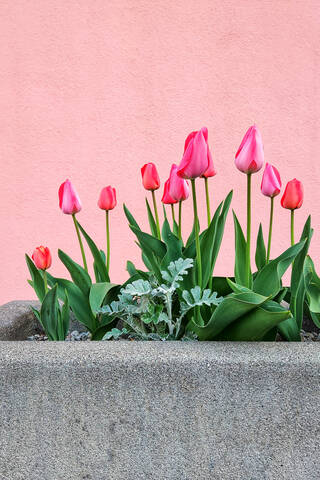 Rosa blühende Tulpen in großem Steintopf, lizenzfreies Stockfoto