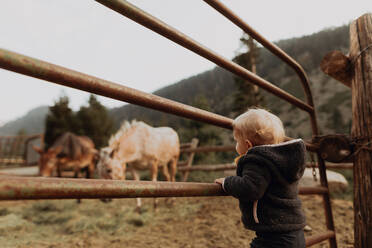 Weibliches Kleinkind sieht sich Pferde auf der Koppel an, Mineral King, Kalifornien, USA - ISF22410