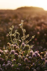 Blume in einem Kleefeld bei Sonnenuntergang, Rjasan, Russland - EYAF00621