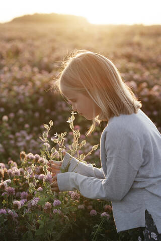 Mädchen riecht an Blumen in einem Kleefeld, lizenzfreies Stockfoto
