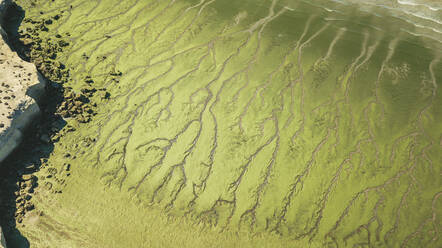 Luftaufnahme von Grünalgen an einem Strand in Península de Valdés, Argentinien, Südamerika. - AAEF04504