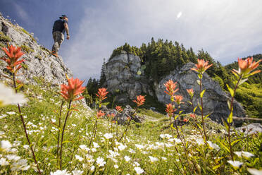 Hiker standing on bluff above alpine meadow filled with flowers. - CAVF65759