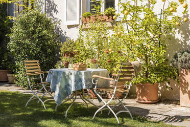 Deutschland, Baden-Württemberg, Stuttgart, Gedeckter Tisch im Wohngarten vor getopften Zitronen und Tomaten - WDF05527