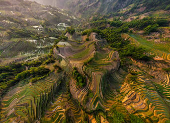 Aerial view of the Yuanyang Hani Rice Terraces, China - AAEF05293