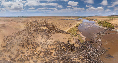 Luftaufnahme einer Herde von Bullen, die den Fluss überqueren, Masai Mara National Reserve, Kenia - AAEF05351