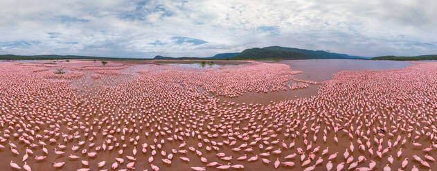 Luftaufnahme von Flamingos am Bogoria-See, Kenia - AAEF05369