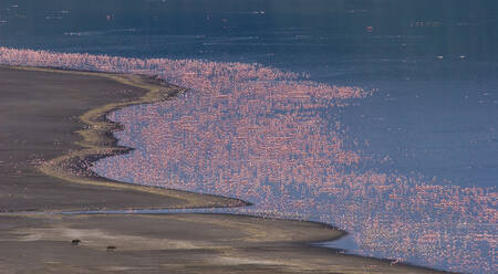 Luftaufnahme von Flamingos am Bogoria-See, Kenia - AAEF05431