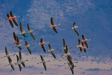 Luftaufnahme von Flamingos, die über den Bogoria-See fliegen, Kenia - AAEF05432