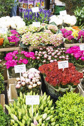 Blumen zum Verkauf auf dem Bloemenmarkt (Blumenmarkt), Amsterdam, Nordholland, Die Niederlande, Europa - RHPLF12312