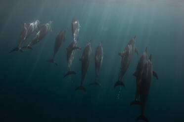 Dolphins swimming underwater - ISF22609
