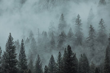 Nebel über einem Tal mit Tannenbäumen, Yosemite National Park, Kalifornien, Vereinigte Staaten - ISF22680