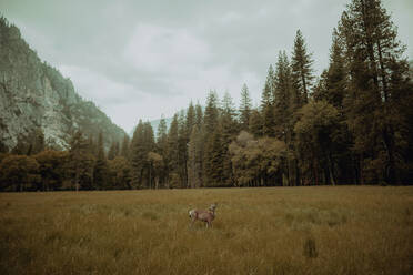 Hirsche beim Grasen im Naturschutzgebiet, Yosemite-Nationalpark, Kalifornien, Vereinigte Staaten - ISF22685