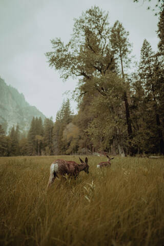 Hirsche beim Grasen im Naturschutzgebiet, Yosemite-Nationalpark, Kalifornien, Vereinigte Staaten, lizenzfreies Stockfoto