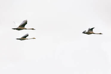 Deutschland, Brandenburg, Linum, Drei Gänse fliegen gegen einen klaren weißen Himmel - JUBF00355