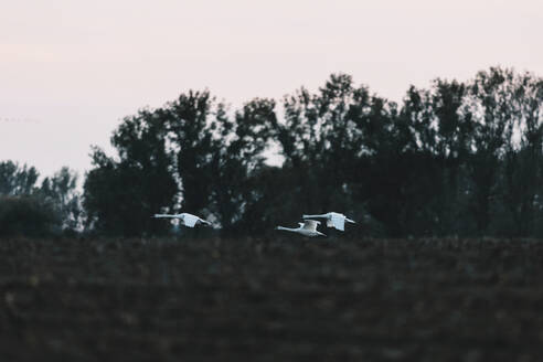 Germany, Brandenburg, Linum, Swans flying over plowed field at dusk - JUBF00359