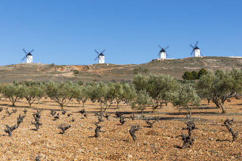 Spain, Province of Ciudad Real, Alcazar de San Juan, Olive trees growing in field in front of old windmills - WPEF02120