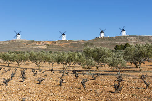 Spanien, Provinz Ciudad Real, Alcazar de San Juan, Olivenbäume auf einem Feld vor alten Windmühlen - WPEF02120