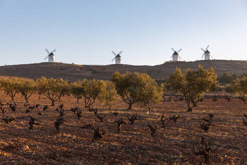 Spain, Province of Ciudad Real, Alcazar de San Juan, Olive trees growing in field in front of old windmills - WPEF02127