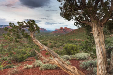 Cathedral Rock, Sedona, Arizona, Vereinigte Staaten von Amerika, Nordamerika - RHPLF12425