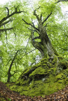Rotbuche (Fagus sylvatica) im Frühling, Exmoor National Park, North Devon, England, Vereinigtes Königreich, Europa - RHPLF12447