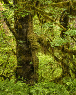 Hoh Rainforest, Olympic National Park, UNESCO-Welterbe, Washington State, Vereinigte Staaten von Amerika, Nordamerika - RHPLF12457