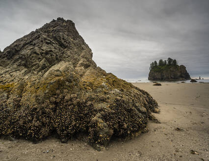 Mit Seepocken bedeckter Felsen, First Beach in der Morgendämmerung, Olympic National Park, UNESCO-Welterbe, Washington State, Vereinigte Staaten von Amerika, Nordamerika - RHPLF12461