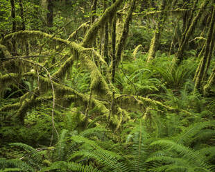 Hoh Rainforest, Olympic National Park, UNESCO-Welterbe, Washington State, Vereinigte Staaten von Amerika, Nordamerika - RHPLF12466