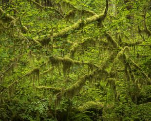 Hoh Rainforest, Olympic National Park, UNESCO World Heritage Site, Washington State, United States of America, North America - RHPLF12468