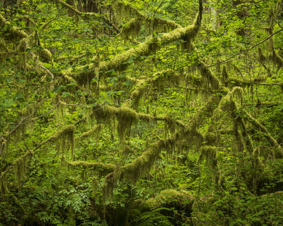 Hoh Rainforest, Olympic National Park, UNESCO-Welterbe, Washington State, Vereinigte Staaten von Amerika, Nordamerika - RHPLF12468