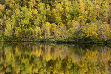 Silberbirke (Betula pendula) spiegelt sich im See, Herbstfärbung, Senja, Norwegen, Skandinavien, Europa - RHPLF12512